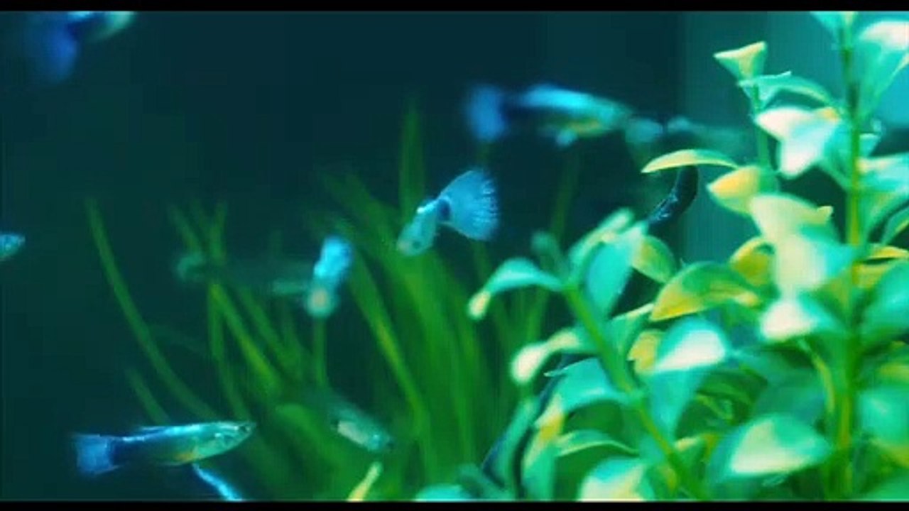 Under your bed trailer df