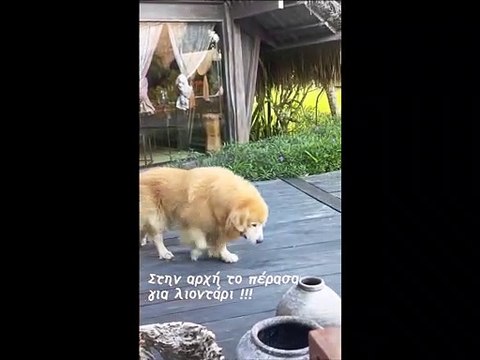 Τσιμιτσέλης- Γερονικολού: Οι απίθανες διακοπές στο Μπαλί και τα μοναδικά stories τους! (videos)