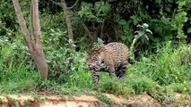 This is Why Jaguars Kill Crocodiles