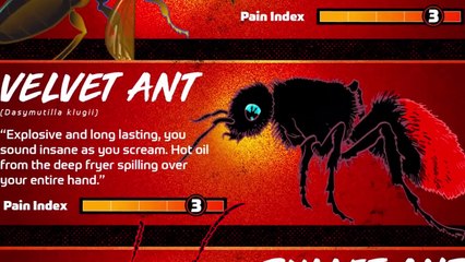 This Is Why Its Name Is Cow Killer