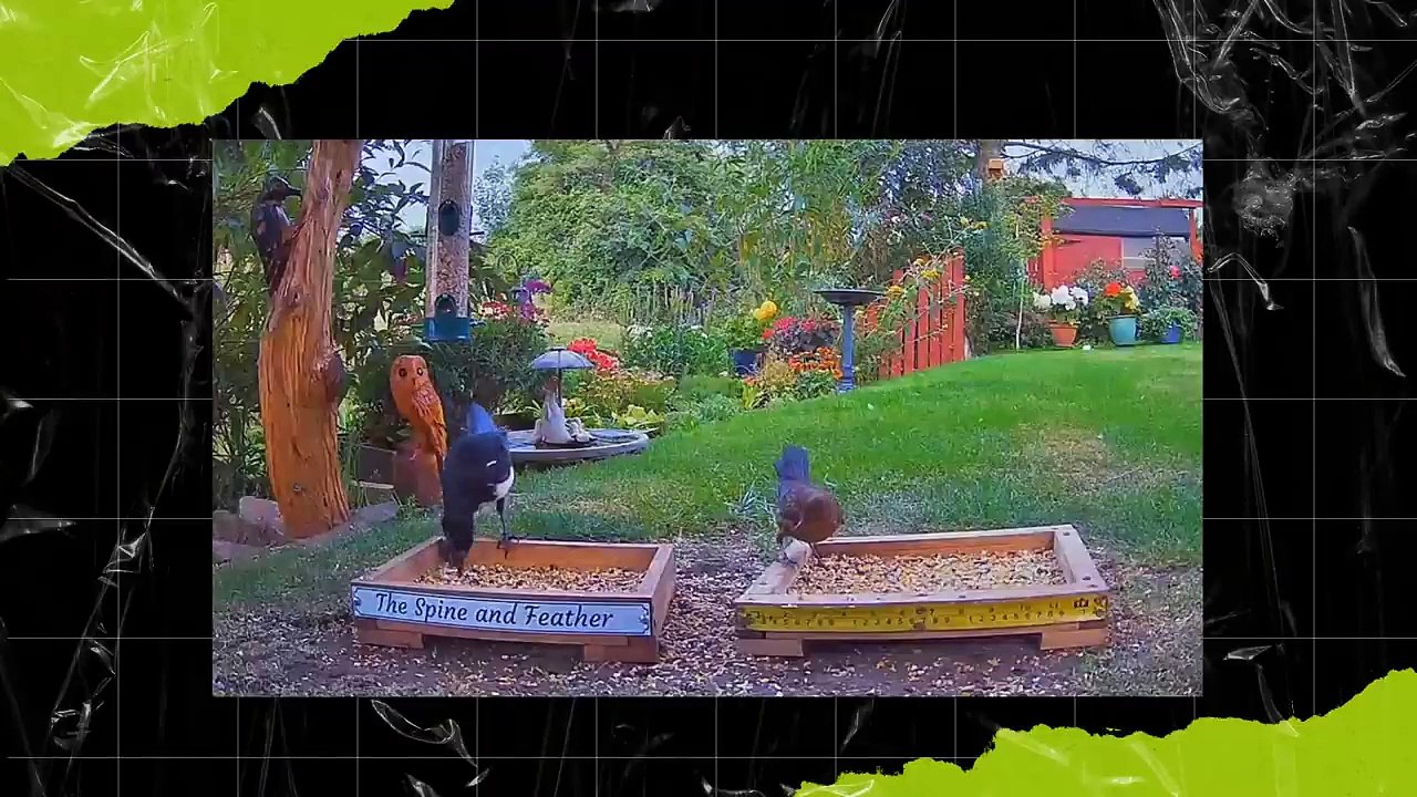 This is Why Pelicans Eat Pigeons