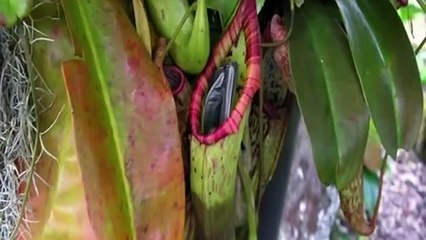 This Mouse Will Be Killed By a Plant