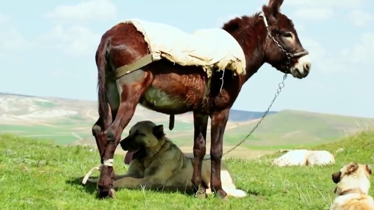 Kangal Dog Could Kill Wolf and Bear