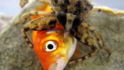 This Snake Will Be Killed by Underwater Bug