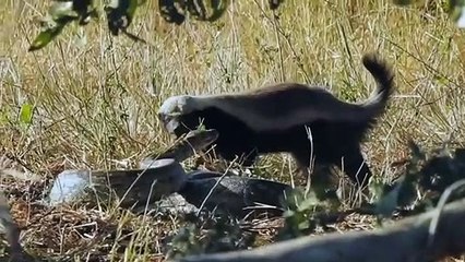 This Is Why Honey Badgers Are Immortal