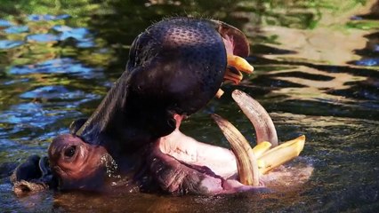 This Is Why Hippos Are More Dangerous Than Lion