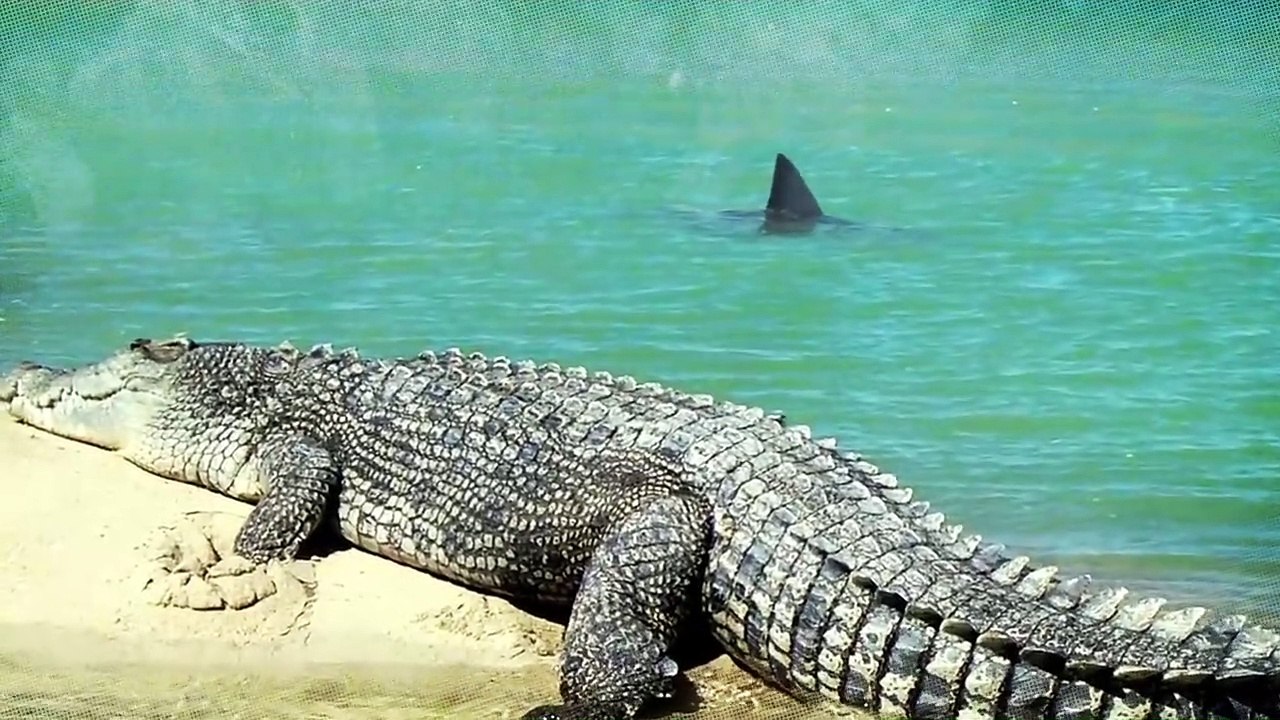 This Crocodile Has to Live With Sharks!