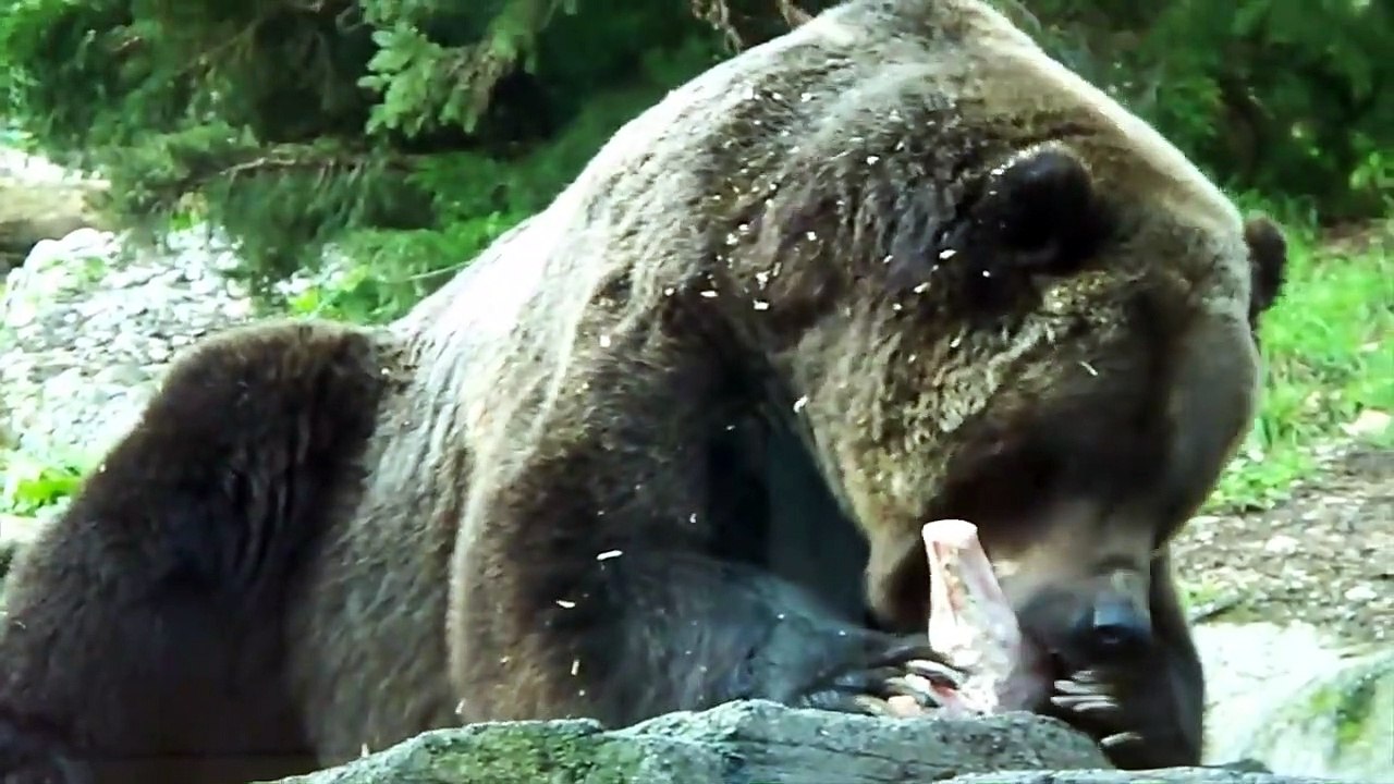 Can a Wolf Kill a Bear
