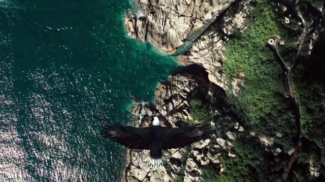 How Eagles Hunt Wolves - Eagle Attacks Caught on Camera