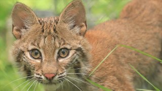 NEW Baby Bobcat Kitten Arrives!