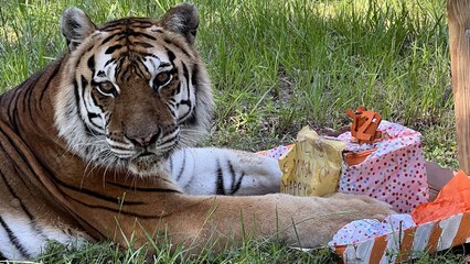 Tiger Birthday!