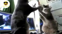 Funny cats are playing patty cake. must watch video. :)