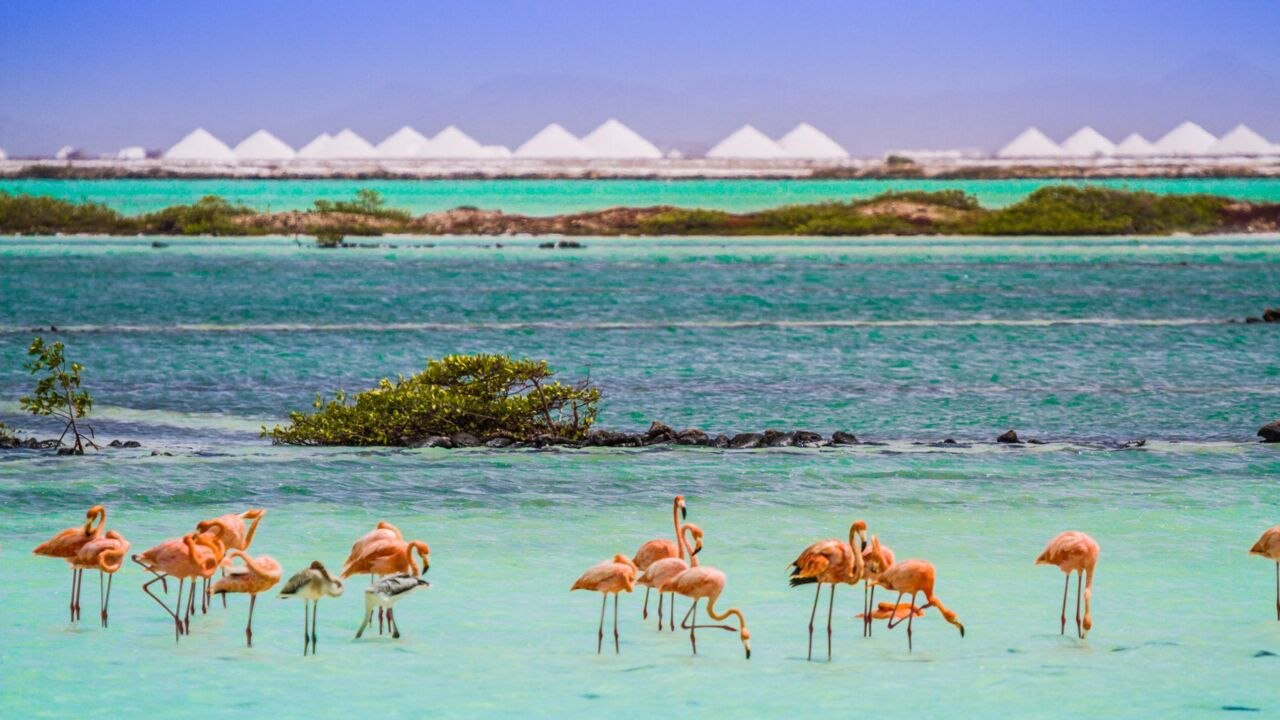 This Little known Caribbean Island Has Bright Blue Waters and More Flamingos Than People