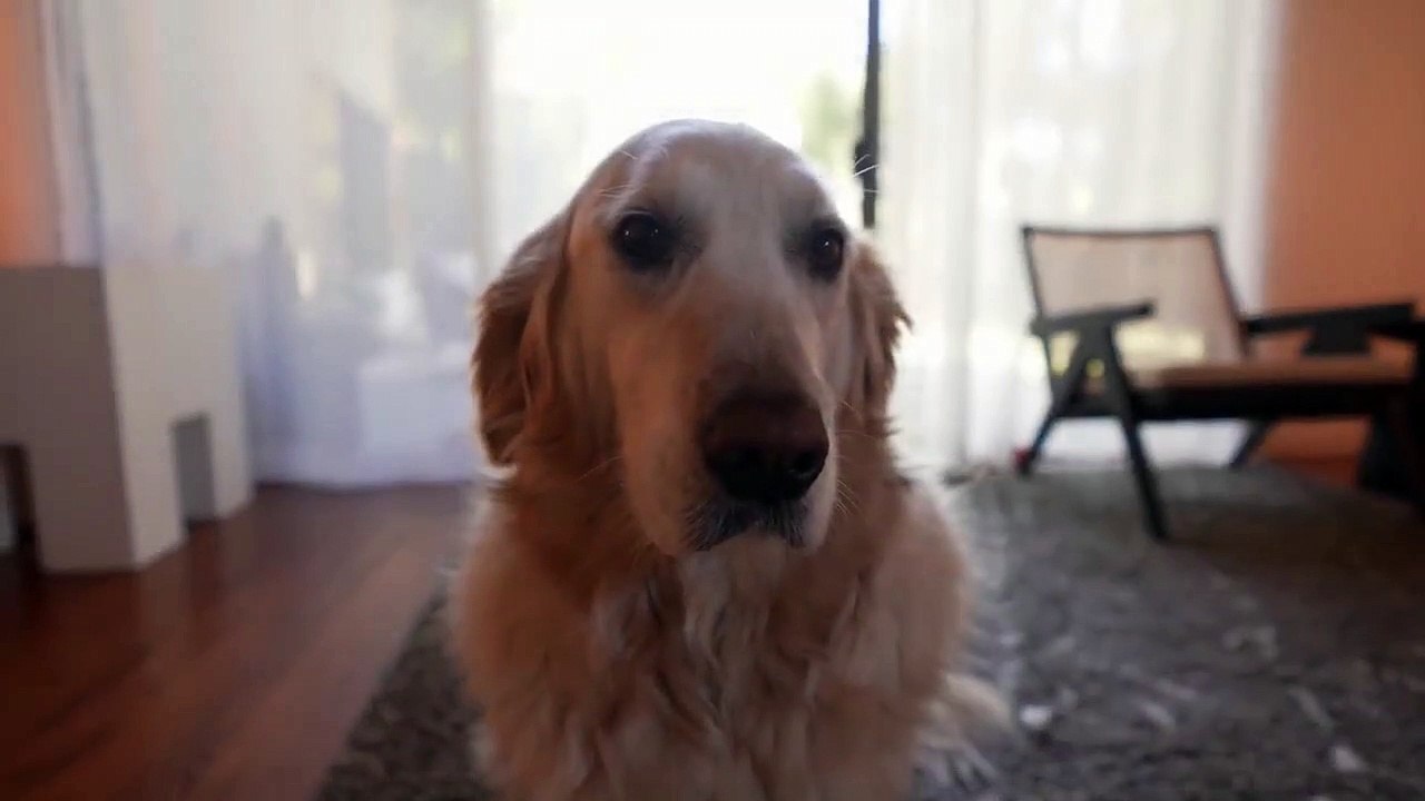 Petting Chica Simulator