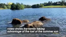 These Elephants Are Loving Playing in the Water During the Summer Months