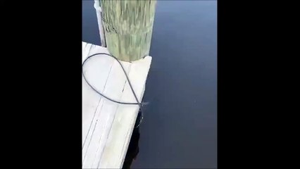 Ce poisson au visage humain est terrifiant