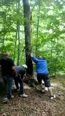 La vengeance de l'arbre coupé