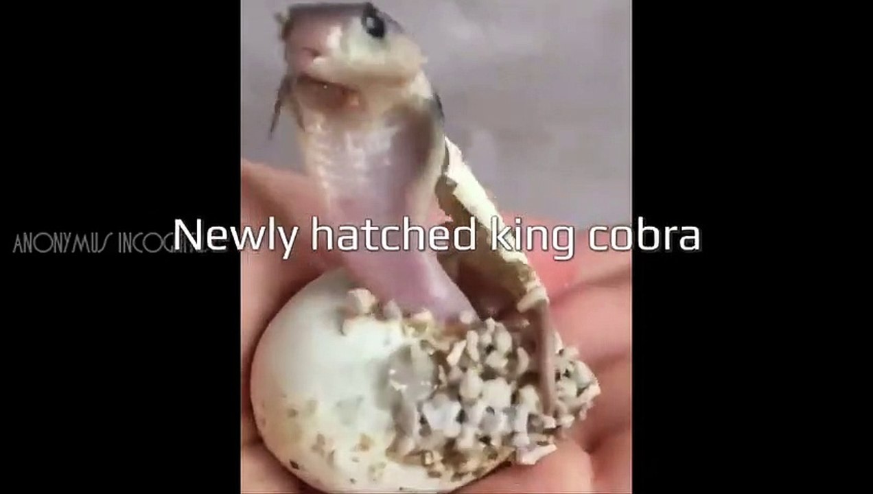 Assistez à la naissance d'un bébé cobra... adorable