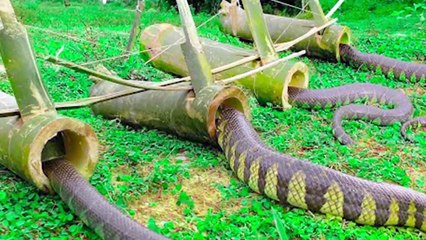 Man Built This Trap In His Backyard, And It’s Disgusting How Well It Works