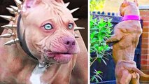 15 Most Illegal Dog Breeds In The World