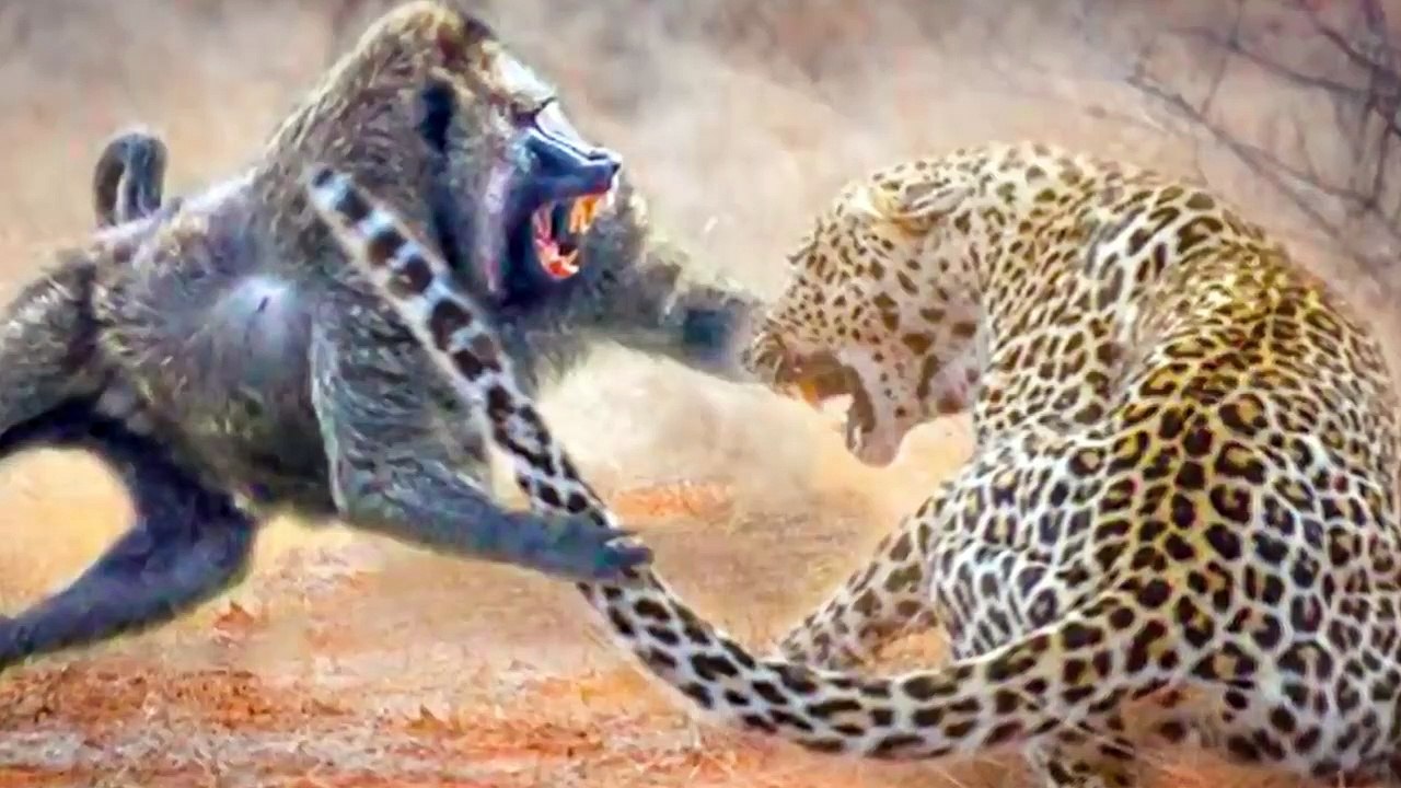 20 Times Leopards Messed With The Wrong Opponent