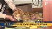 Los Olivos: Vecinos denuncian que perro Rottweiler ataca a sus mascotas y el dueño no lo controla