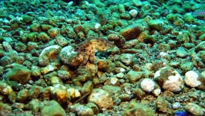 If You See This Fish In The Ocean, Don't Touch It