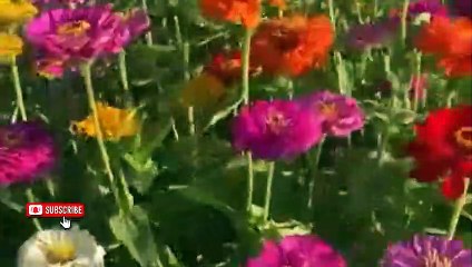 ''Bedtime Lullaby"-Soothing Relaxation Music