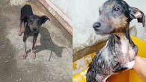 'Abandoned puppy with burnt skin rescued by kindhearted fellows in Venezuela'