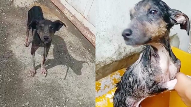 'Abandoned puppy with burnt skin rescued by kindhearted fellows in Venezuela'