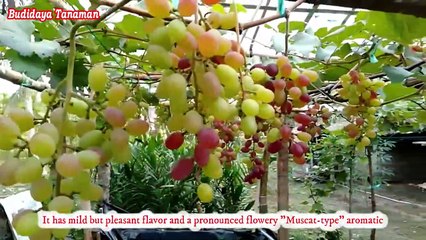 comment faire pousser des raisins pour une récolte de six mois