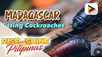 Alamin ang tamang pangangalaga sa Hissers cockroach