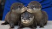 A North Carolina Aquarium Needs Help Naming Its Adorable Trio of Otter Pups