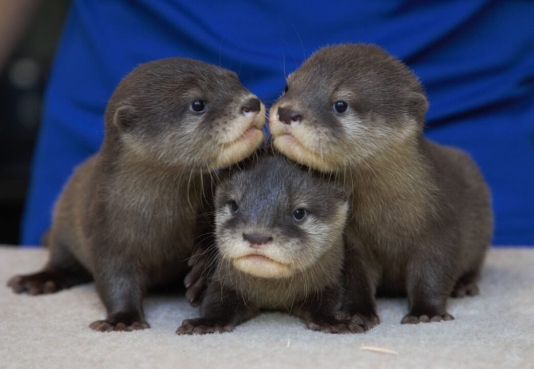 A North Carolina Aquarium Needs Help Naming Its Adorable Trio of Otter Pups
