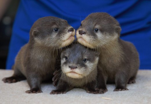 A North Carolina Aquarium Needs Help Naming Its Adorable Trio of Otter Pups