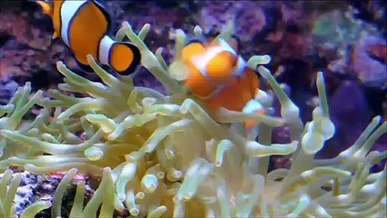 عالم آخر فى أعماق البحار و المحيطات ;Un autre monde au fond des mers et des océans