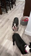 Boston Terrier Is Down With the Sickness