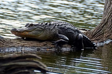 88-Year-Old S.C. Woman Dead After Being Attacked by Alligator at Retirement Community