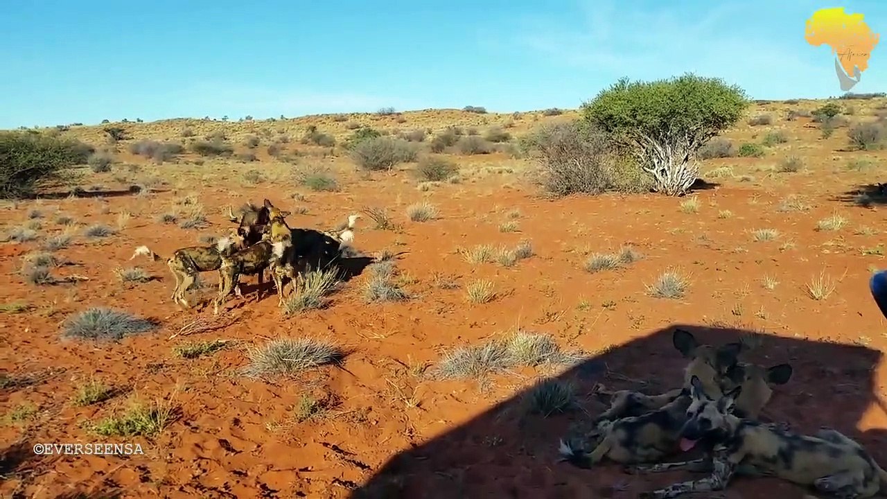 TOP 10 WILD DOGS Hunting with NO MERCY