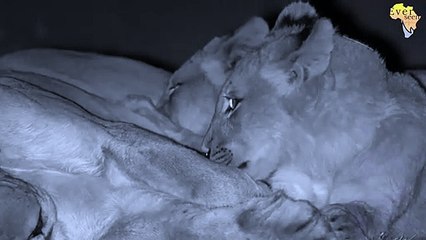 LION cubs playing with mom