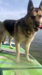 Dog Jumping Off Paddleboard Sends Owner into the Water