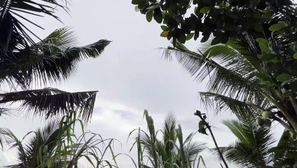 NHÀ ĐẤT CHÍNH CHỦ | NƯỚNG KHÔ KIỂU NÀY KHI NÀO MỚI ĂN ĐƯỢC