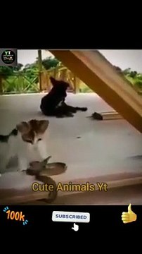 Cat Vs Snake Animals Fight Videos _ Amazing Animals Attack Videos #shorts #animals #viral #video