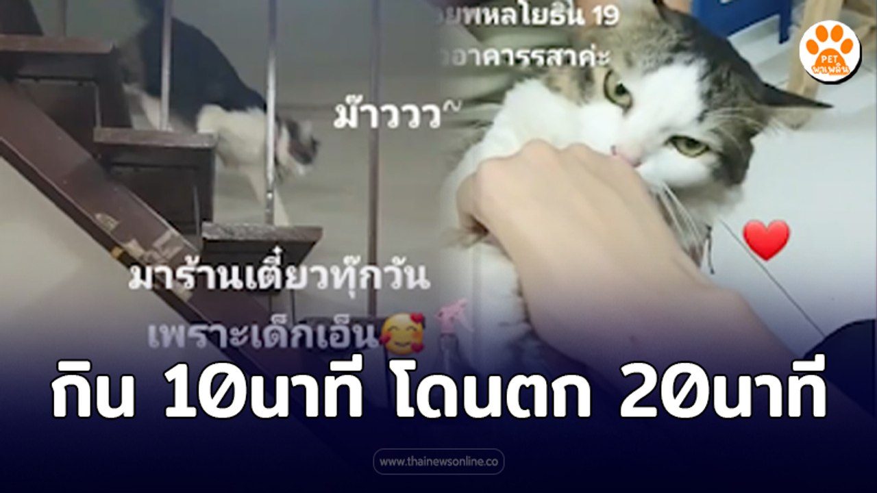 เด็กเอ็นประจำร้านก๋วยเตี๋ยว มากินจริงๆ 10 นาที โดนน้องเหมียวตกอีก 20 นาที