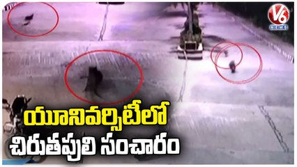 Leopard Spotted In Tirupati SVU University _ AP _ V6 News