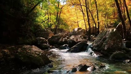 5 Minute Meditation Music | Beautiful Nature Videos