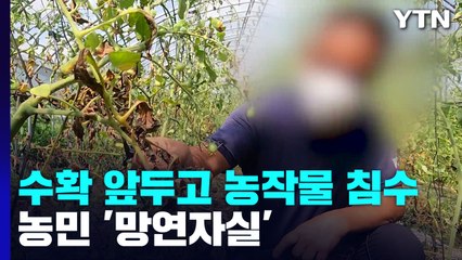 수확 앞두고 농작물 침수...농민 '망연자실' / YTN