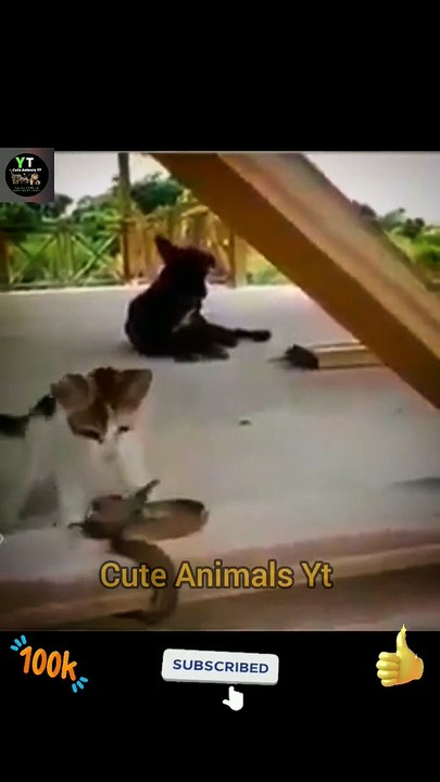 Cat Vs Snake Animals Fight Videos _ Amazing Animals Attack Videos #shorts #animals #viral #video