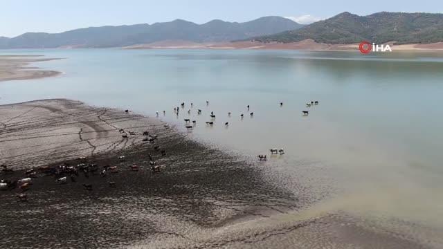 Sıcaklardan bunalan hayvanlar barajda serinliyor