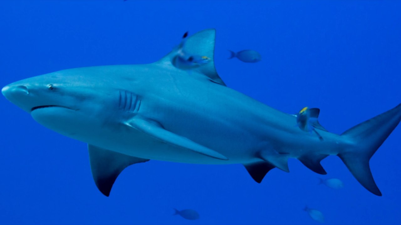 Hai-attacke in florida - 10-jährigem wird bein amputiert